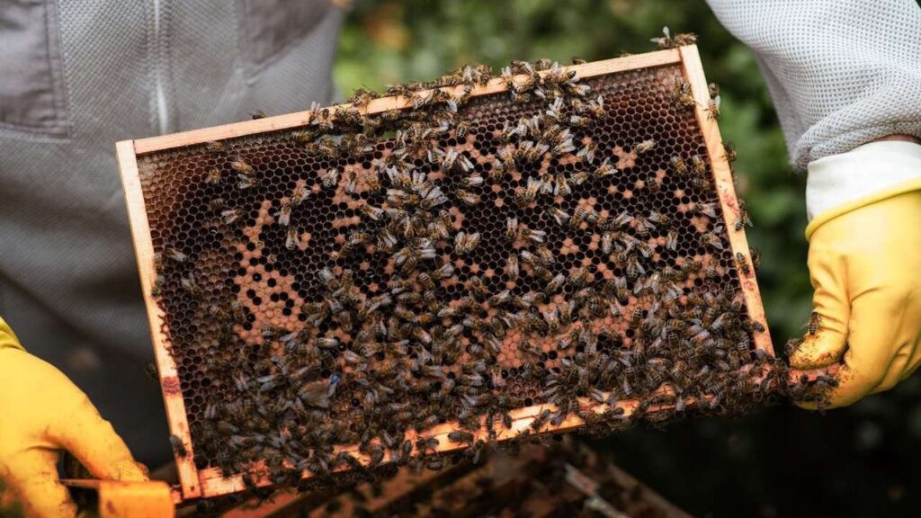 U EU 2023. zabilježeno 9,4 milijuna košnica na farmama, najviše u Italiji