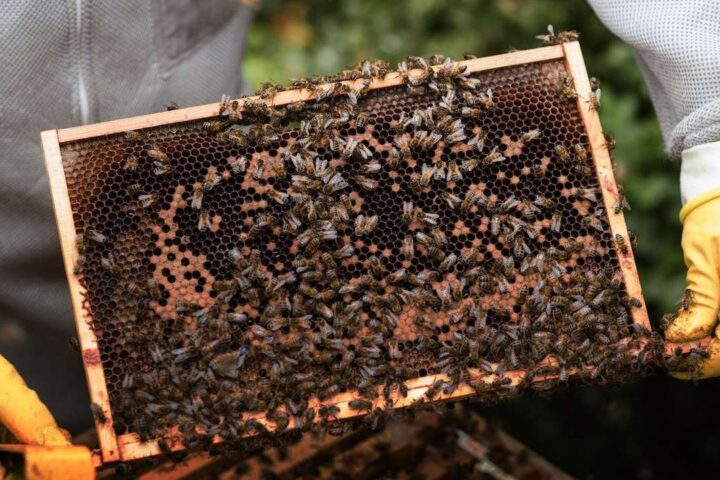 U EU 2023. zabilježeno 9,4 milijuna košnica na farmama, najviše u Italiji