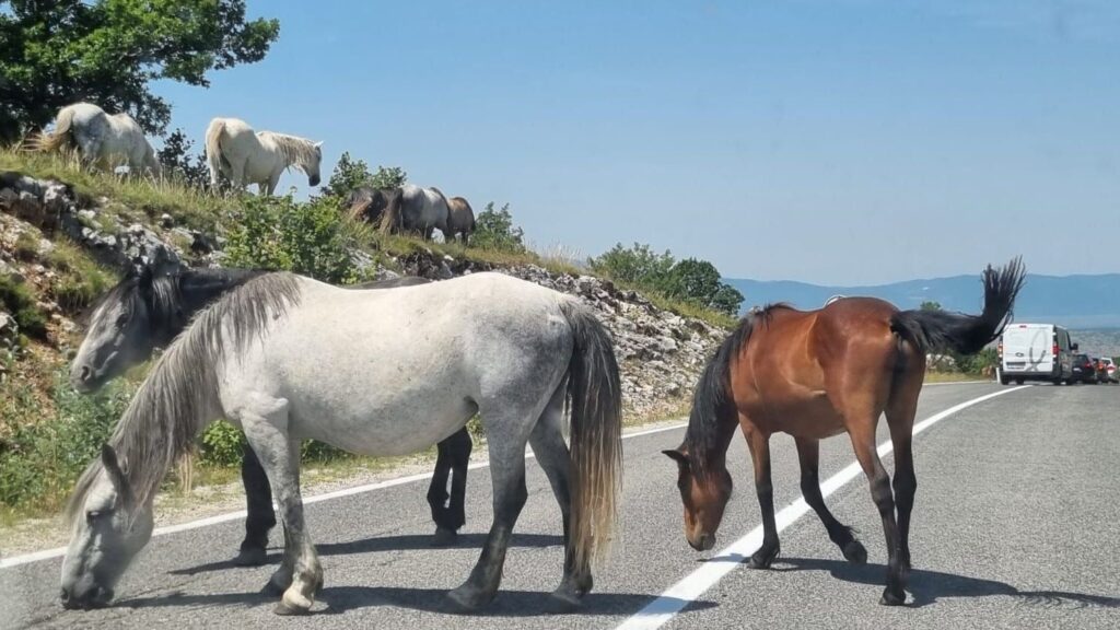 Divlji konji kod Livna nakratko zaustavili promet