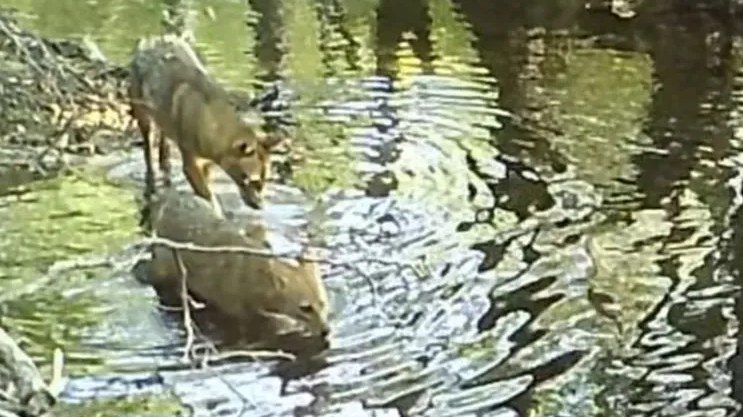 Kamera u Plitvičkim jezerima snimila šakale kako se kupaju