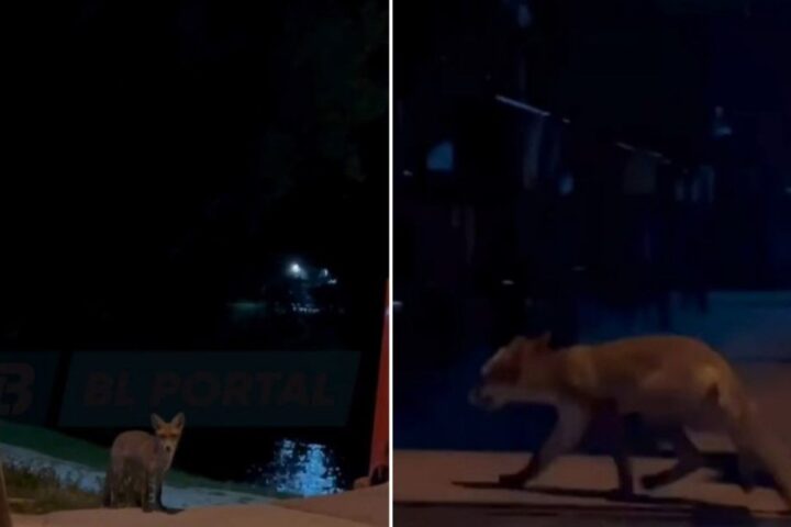 Lisica ušetala u baštu kafića u Boriku, prizor snimljen kamerom