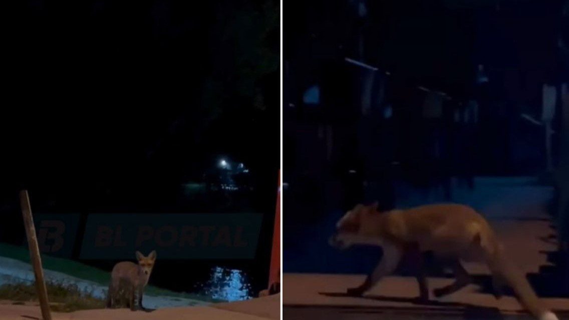 Lisica ušetala u baštu kafića u Boriku, prizor snimljen kamerom