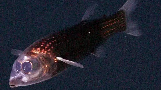 U dubinama Atlantika otkrivena dva nova hidrotermalna polja, snimljene rijetke životinje