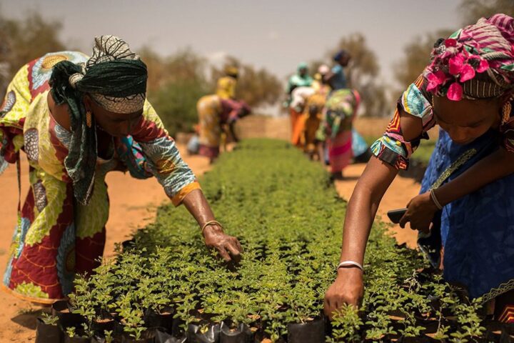 Veliki zeleni zid u Africi trebalo bi da obnovi 100 miliona hektara i otvori 10 miliona radnih mjesta