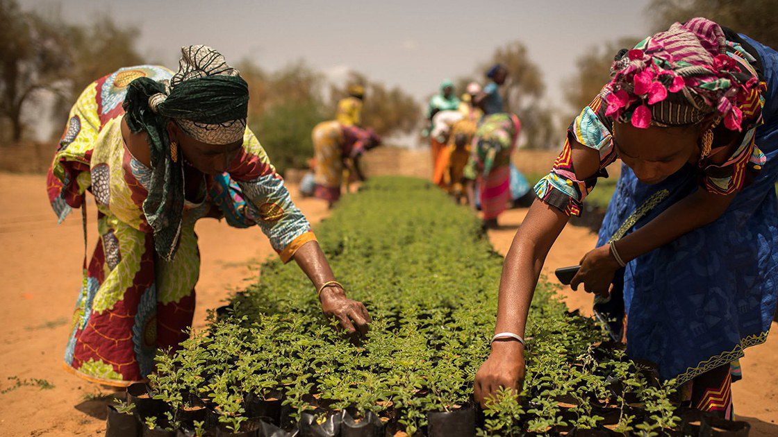 Veliki zeleni zid u Africi trebalo bi da obnovi 100 miliona hektara i otvori 10 miliona radnih mjesta