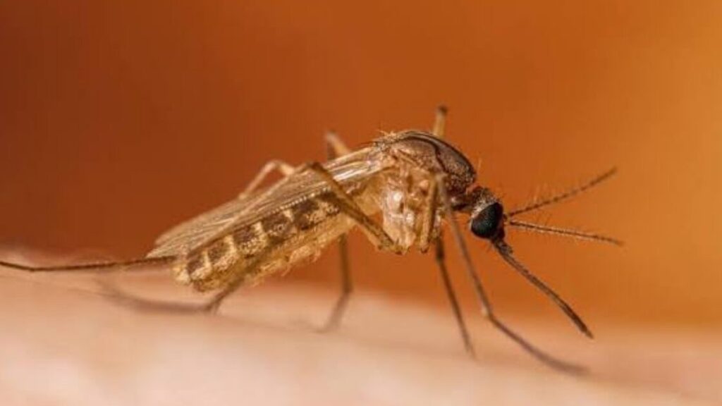 Virus Zapadnog Nila širi se Europom, prate se rizici i za BiH