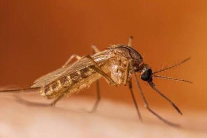 Virus Zapadnog Nila širi se Europom, prate se rizici i za BiH