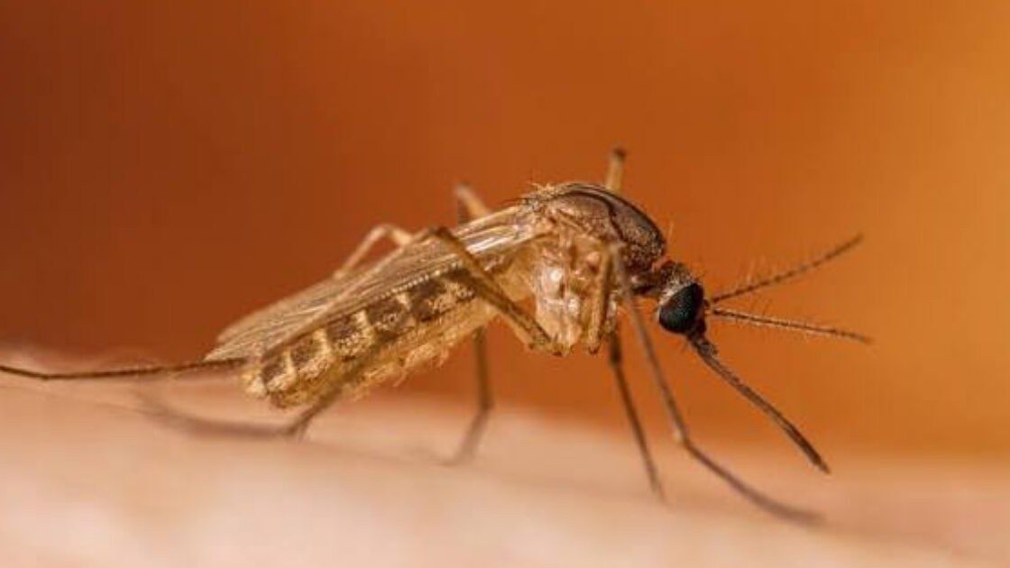 Virus Zapadnog Nila širi se Europom, prate se rizici i za BiH