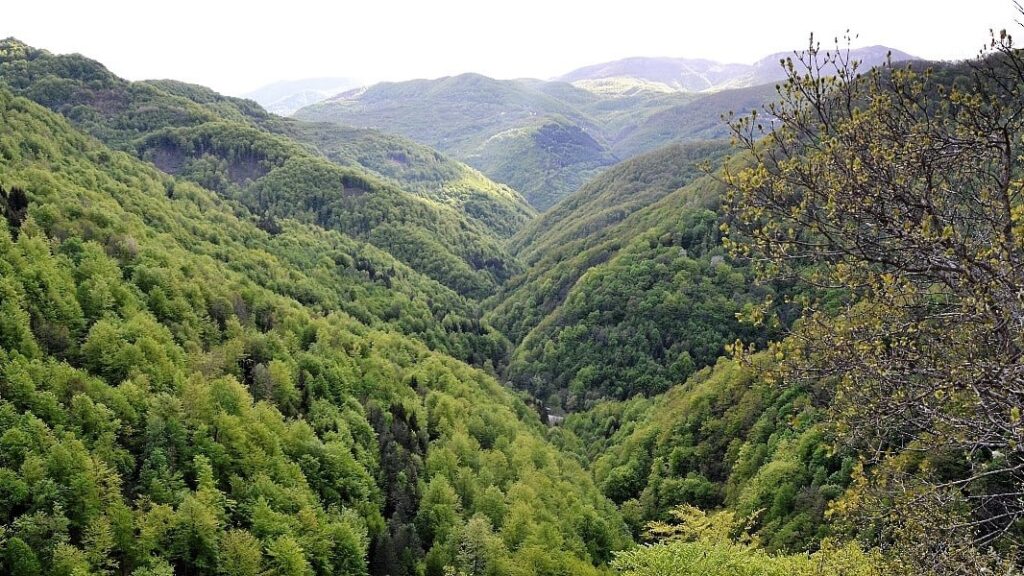 Vlada HNK danas odlučuje o prijedlogu zakona o šumarstvu