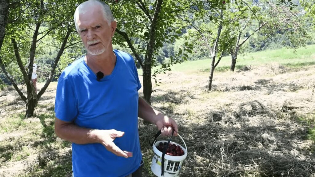 Voćar iz Novog Travnika prodaje neprskane višnje, a kupci traže i kalibraciju i vađenje košpica