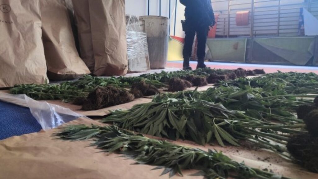 Bijeljina: pronađena plantaža s 206 stabljika indijske konoplje i više od 252 grama materije nalik kokainu