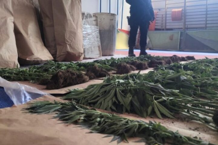 Bijeljina: pronađena plantaža s 206 stabljika indijske konoplje i više od 252 grama materije nalik kokainu