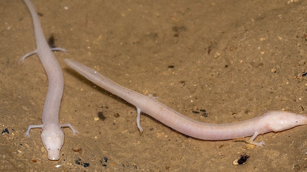 Biolozi potvrdili novu endemsku vrstu podno Grmeča: bosanska čovječija ribica