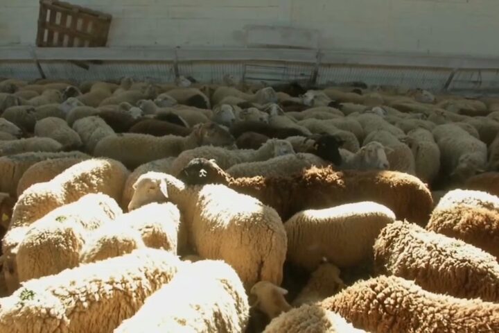 Bruceloza se proširila na Kanton 10, potvrđeni i prvi slučajevi kod ljudi u Drvaru i Livnu