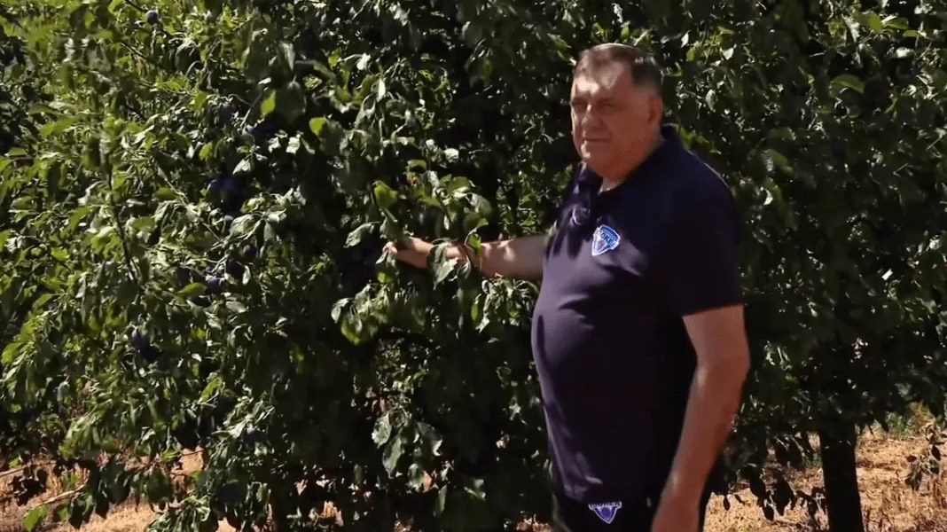 Dodik objavio snimak berbe šljiva i poručio da je šljiva simbol srpstva i tradicije