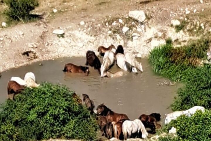 Grad Livno: Vode na Kruzima trenutno ima, ako bude potrebno vatrogasci će dopremiti vodu divljim konjima