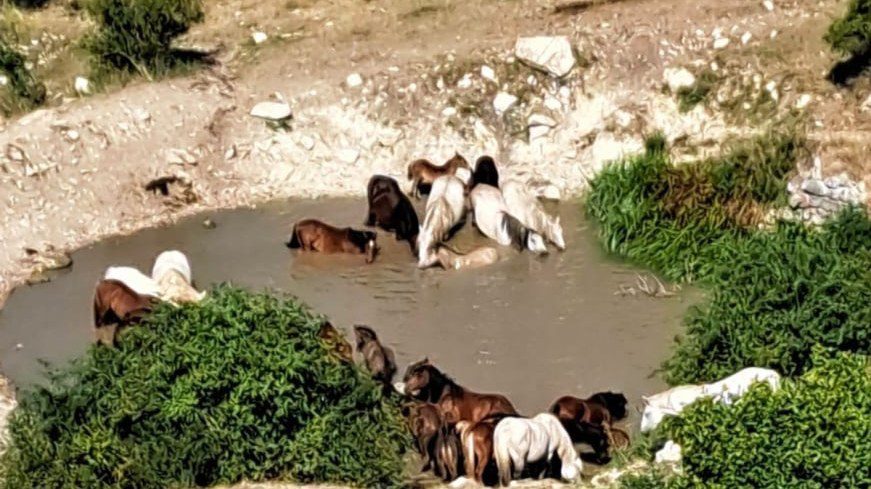 Grad Livno: Vode na Kruzima trenutno ima, ako bude potrebno vatrogasci će dopremiti vodu divljim konjima