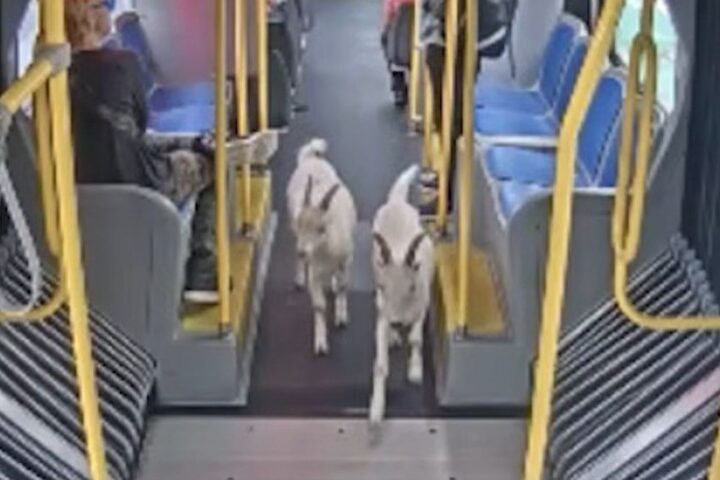 Koze ušle u autobus u Portlandu i nakratko se provozale