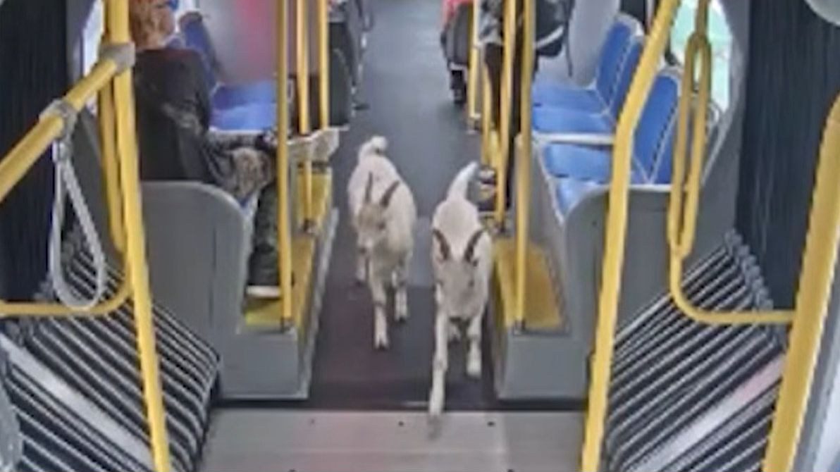 Koze ušle u autobus u Portlandu i nakratko se provozale