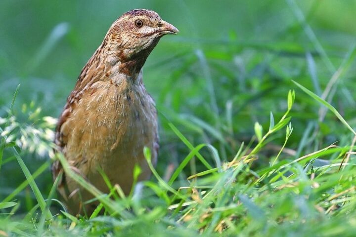 Ornitolozi upozoravaju na masovni krivolov na prepelice u BiH uz zabranjene vabilice