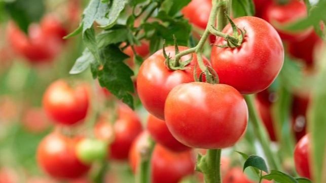 Tri jednostavna testa pomažu pri kupovini kvalitetnog paradajza
