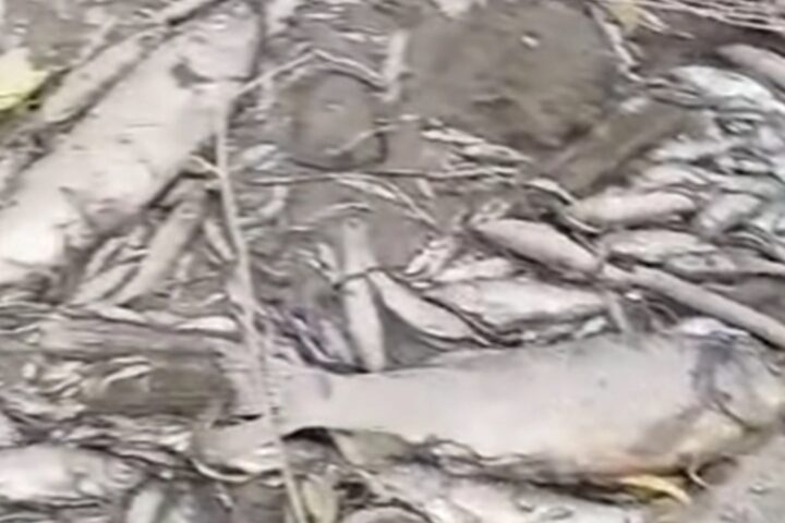 Turjanica presušila, na ušću u Vrbas zabilježen pomor ribe